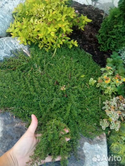 Тимьян ползущий мини сорт