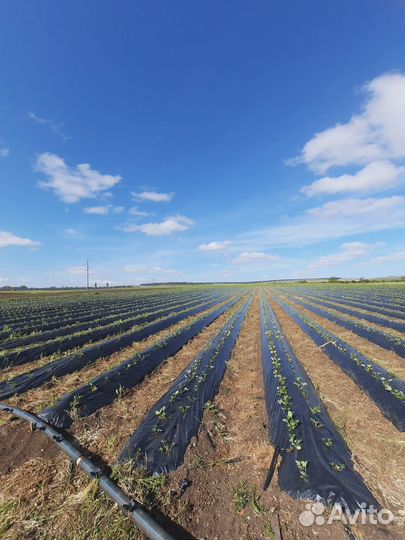 Рассада клубники 