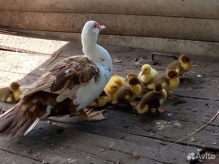 Мускусные утята