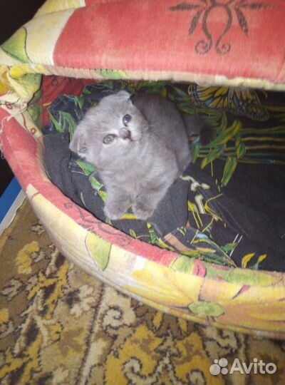 Британские вислоухие котята