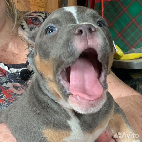 Американский булли, девочки стандарт/классик