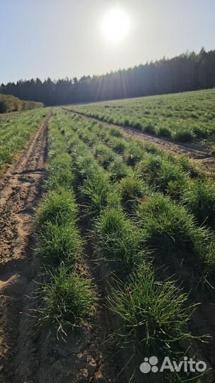 Саженцы сосны обыкновенной окс