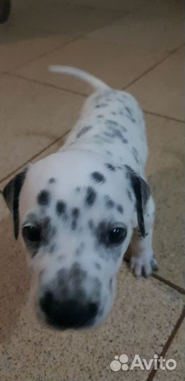 Щенки далматина