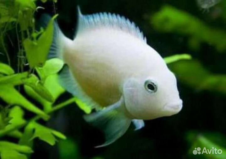 Циклиды белый попугаи 5 см