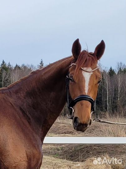 Продается молодая спортивная кобыла kwpn