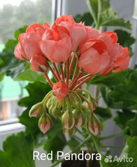 Пеларгонии (герани) 10 сортов