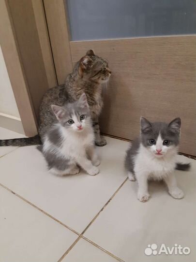 Котята в добрые руки