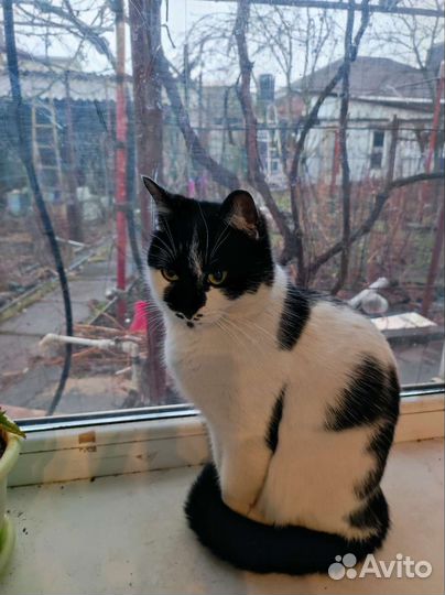 Кошечка Маркиза в добрые руки