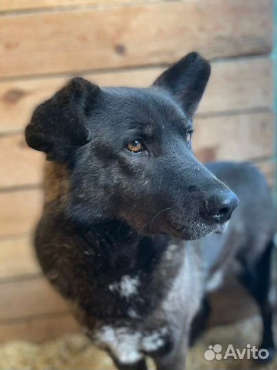 Собака в добрые руки отдам бесплатно