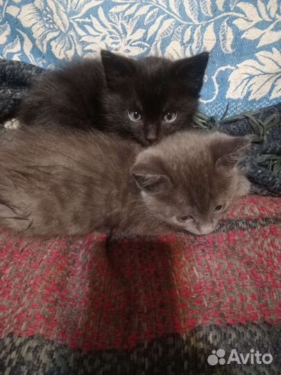 Турецкая ангора