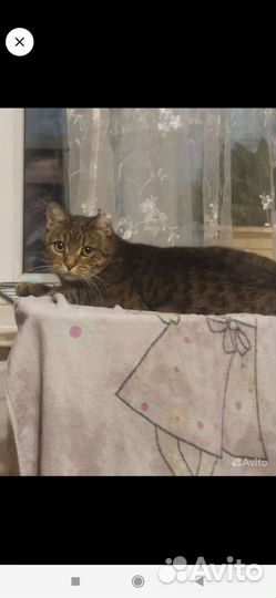 Кошка