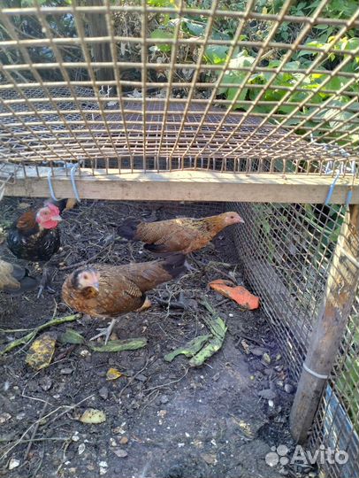 Куры бентамки