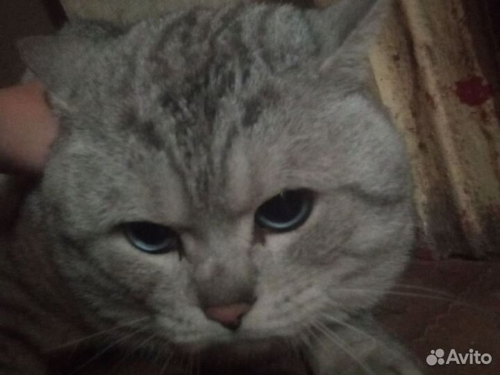 Британский кот