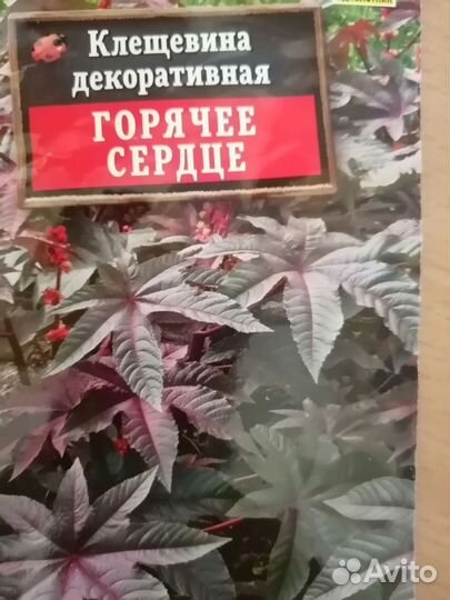 Рассада клещевины