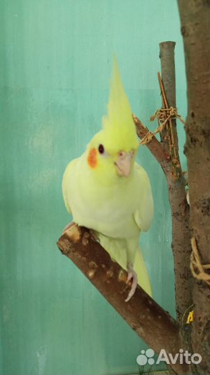 Попугай корелла птенец лютино самка