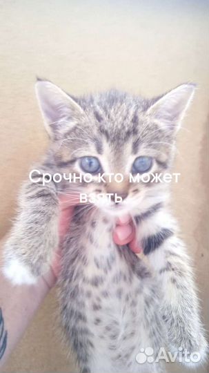 Оцикет котята
