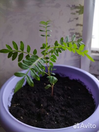 Жакарандамимозолистная