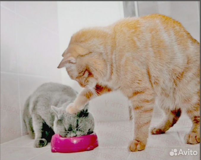 Сборщик заказов Склад Выплата еженед. спецодежда Б