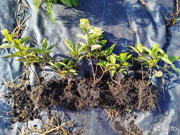 Гортензия саженцы окс