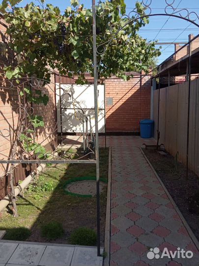 Саженцы винограда 4-х летние, 3 шт