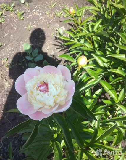 Корни пионов оптом. Голландия