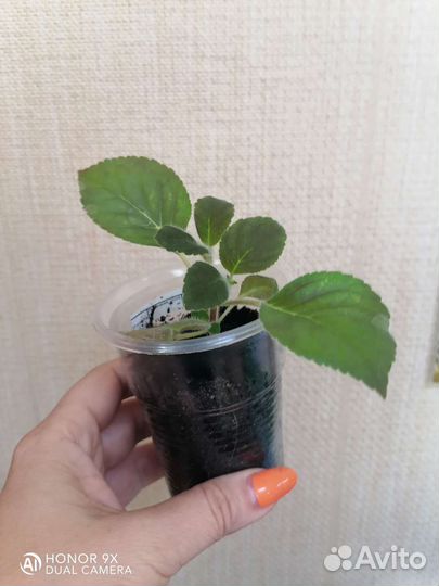 Колерия Bibbi