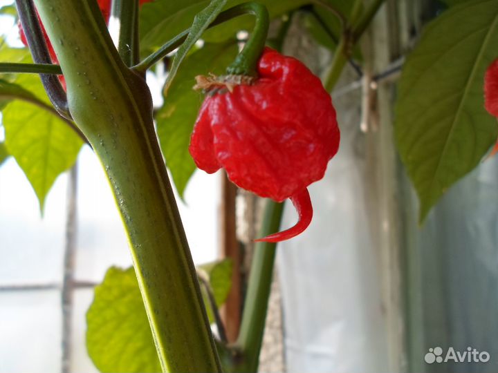 Carolina Reaper (Семена)