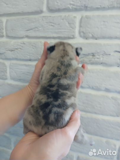 Французский бульдог щенки