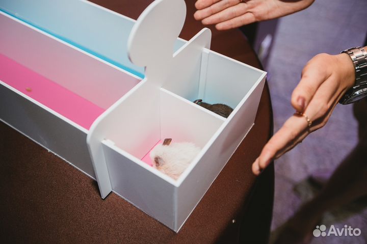 Беговая дорожка для хомячиных или крысиных бегов