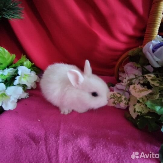 Декоративные карликовые кролики. Домашние