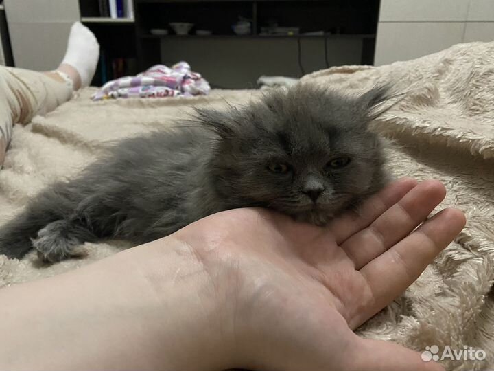 Отдам котенка в добрые руки