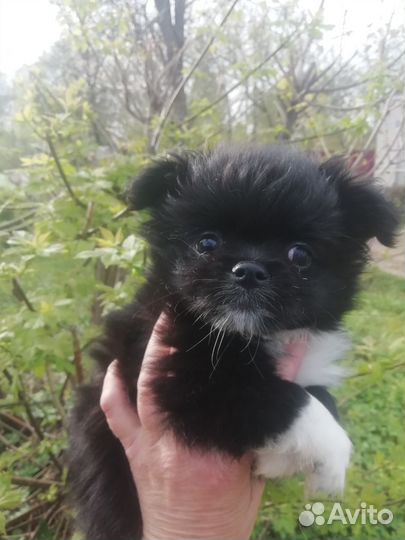 Мини чихуашки