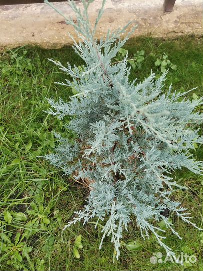 Можевельник