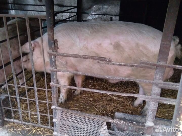 Рабочий хрячёк