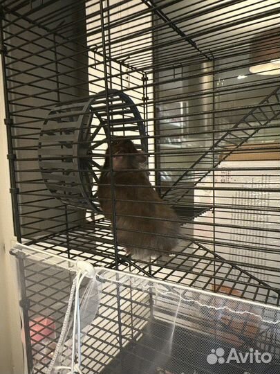 Клетка для грызунов и попугаев