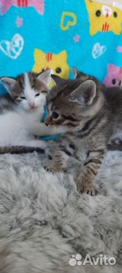 Очаровательные котята