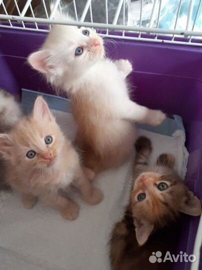Котята в добрые руки
