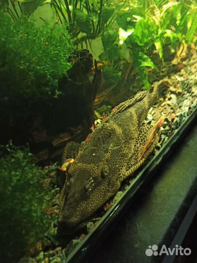 Птеригоплихт(парчовый сом)