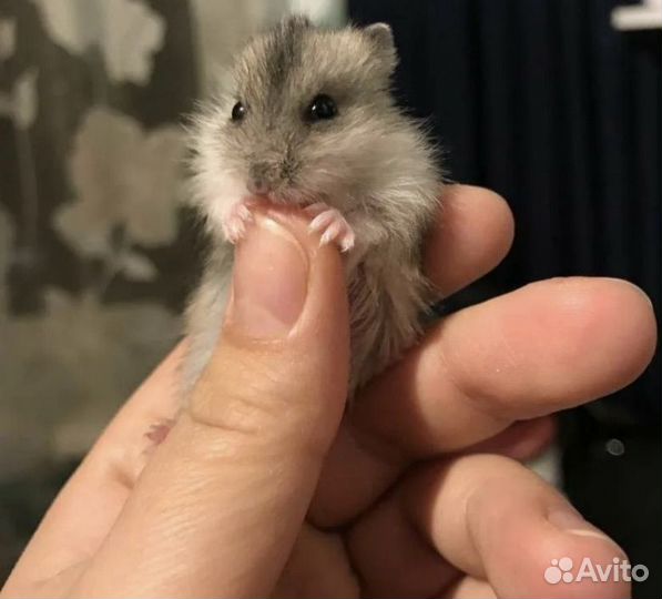 Джунгарские хомячки