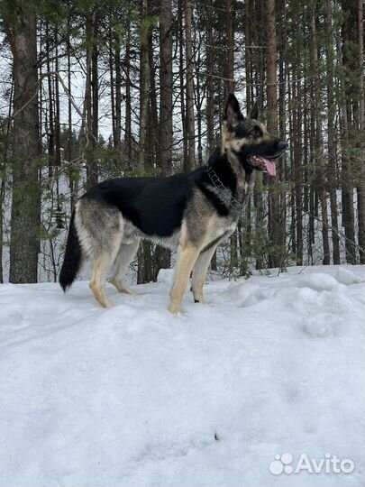 Вязка собак вео