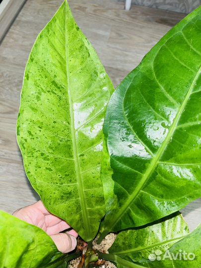 Антуриум вариегатный