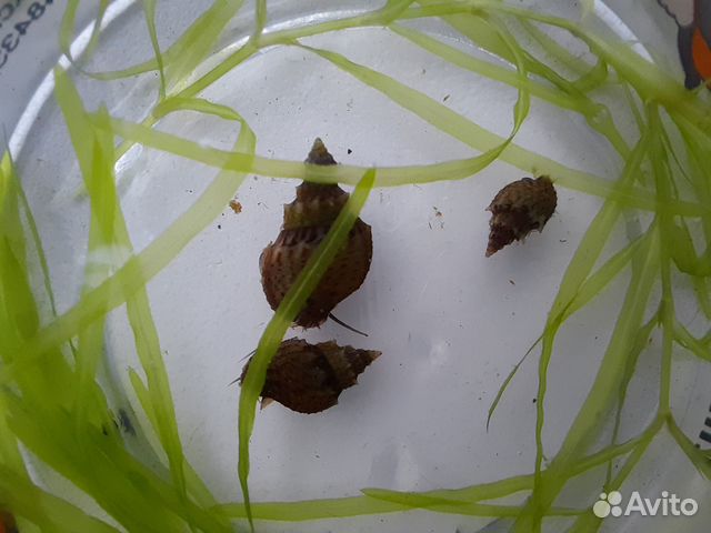 Улитки Менании Гранифера