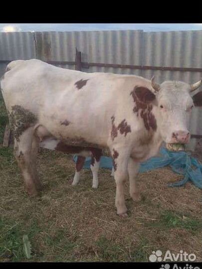 Первотелки