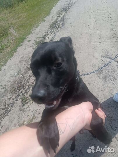 Собака в добрые руки щенок мальчик питбуль