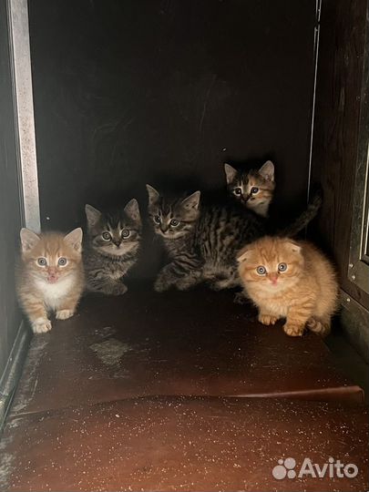 Котятя бесплатно