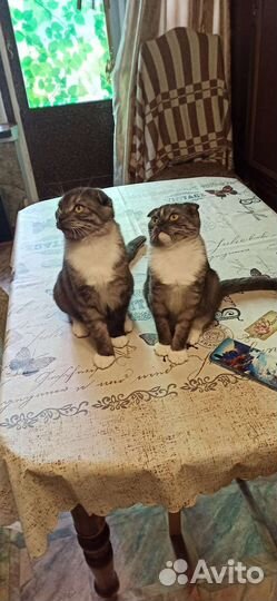 Котята шотландские (вислоухие) привитые
