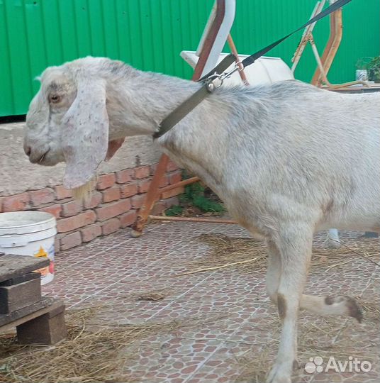 Нубийские козел