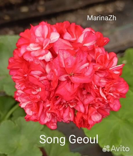 Пеларгонии сортовые