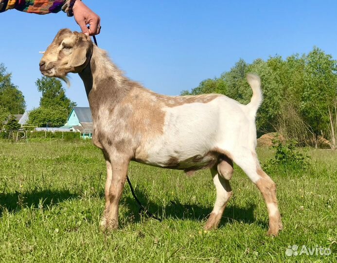 Карликовые козы