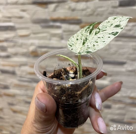 Сциндапсусы, эпипремнумы, алоказии